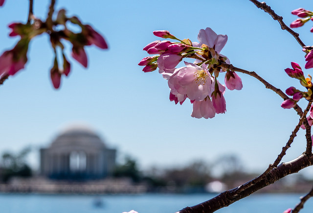 Hoa anh đào Nhật sắp nở rộ giữa Washington D.C.